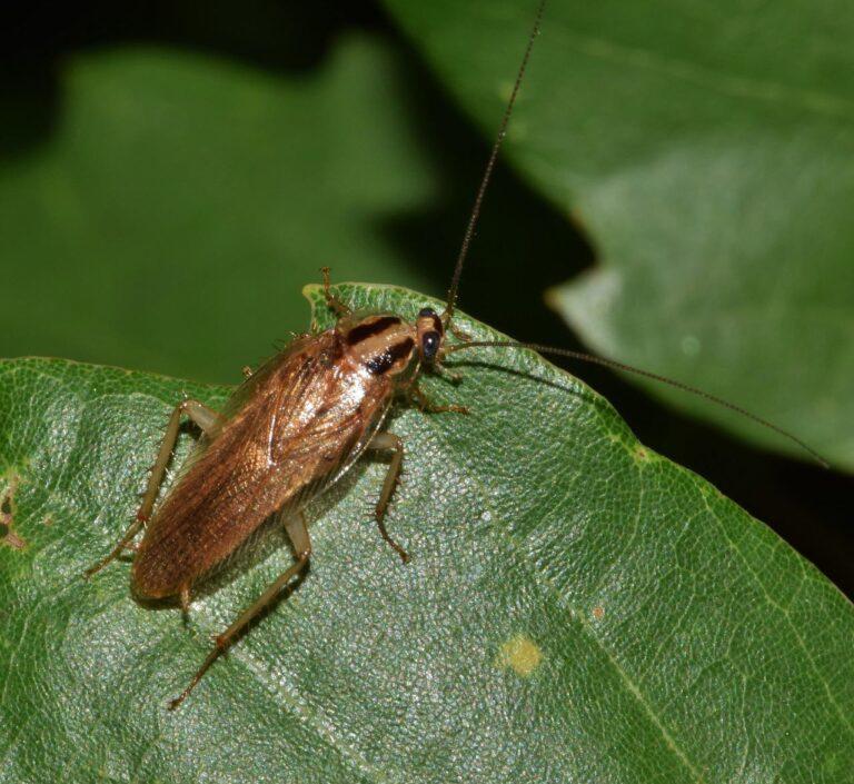 Comment se débarrasser des cafards de jardin dans une maison — free download