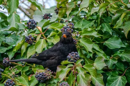 découvrez l'univers captivant de clara berry, une influenceuse et créatrice de contenu passionnée qui partage son style de vie, ses conseils mode et beauté. plongez dans ses astuces inspirantes et laissez-vous emporter par sa créativité.
