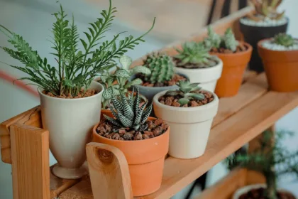 découvrez l'univers fascinant des plantes : conseils d'entretien, guide des espèces, bienfaits pour la maison et astuces pour les cultiver facilement chez vous.