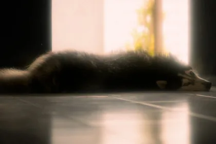 découvrez companion, votre assistant intelligent qui vous accompagne au quotidien pour améliorer votre organisation, productivité et bien-être. profitez de conseils personnalisés et de fonctionnalités innovantes pour simplifier votre vie.