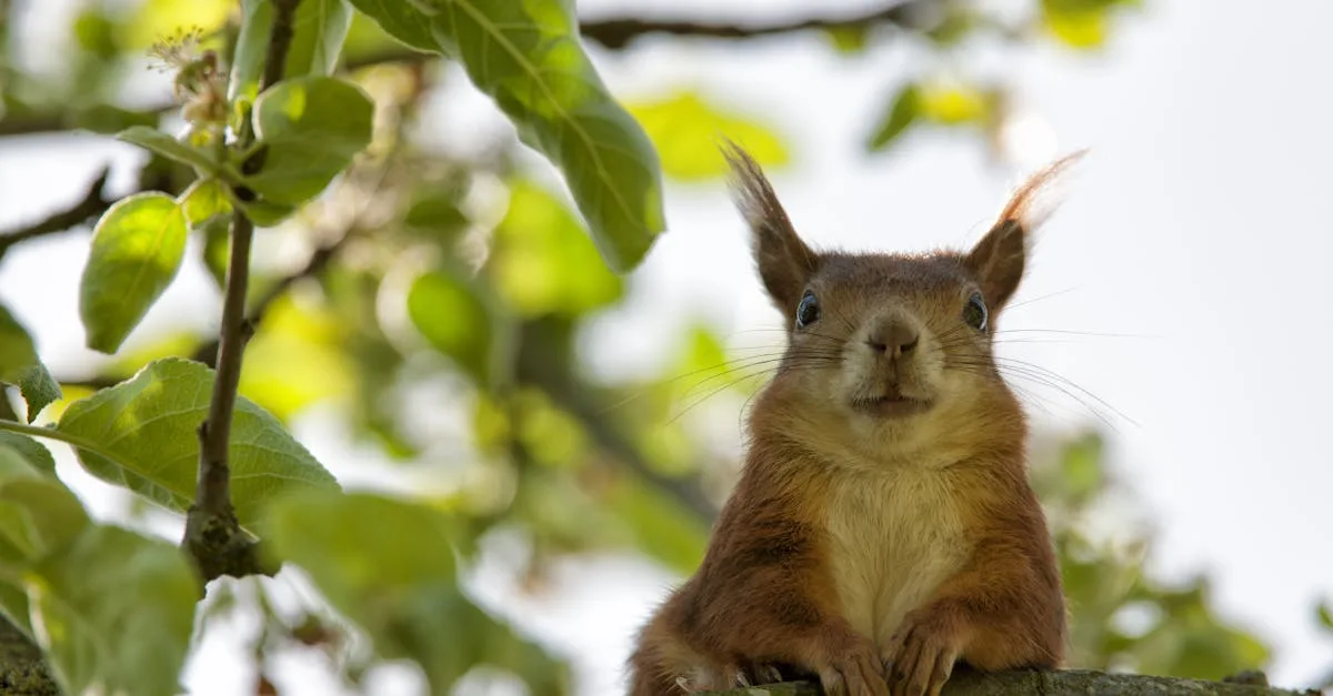 découvrez tout sur le squirrel : caractéristiques, habitat, alimentation et curiosités sur cet animal agile et attachant qui peuple nos forêts et nos jardins.