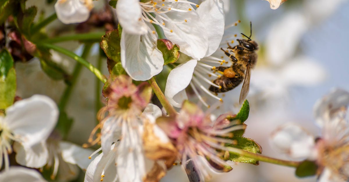 découvrez les bienfaits du pollen d'abeille pour la santé des seins : un complément naturel riche en nutriments essentiels pour le bien-être féminin.
