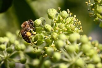 découvrez les bienfaits du pollen d'abeille pour la santé des seins : soutien naturel, revitalisation et complément nutritionnel efficace.