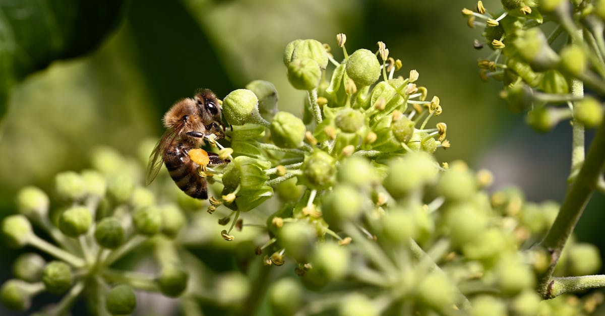 découvrez les bienfaits du pollen d'abeille pour la santé des seins : soutien naturel, revitalisation et complément nutritionnel efficace.