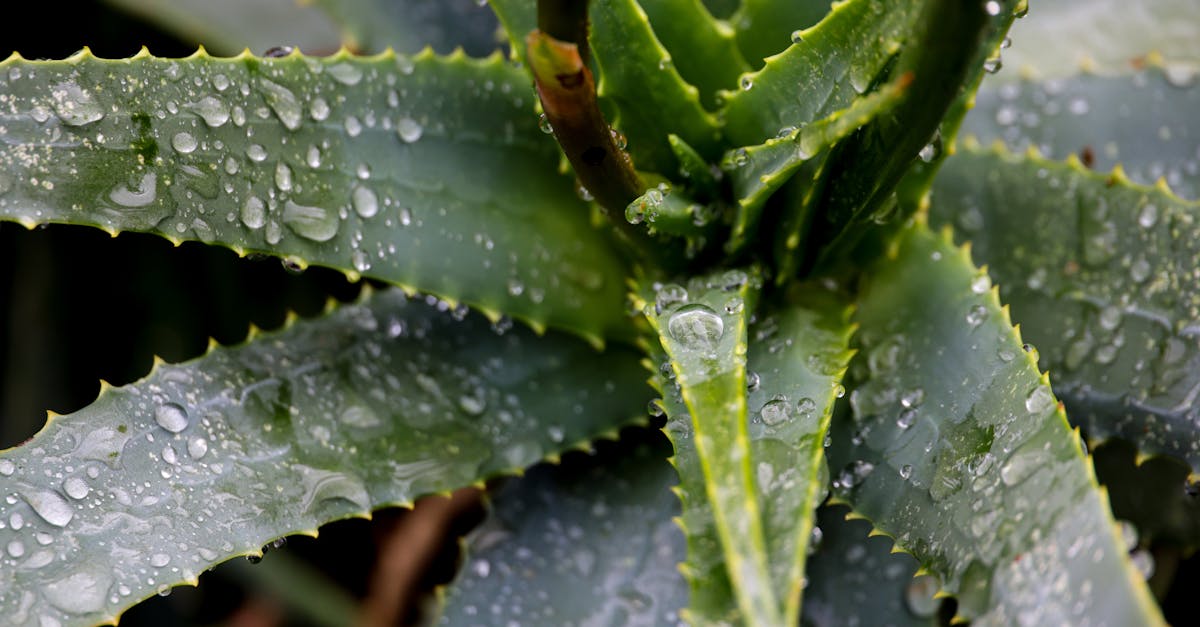 découvrez les bienfaits de l'aloe vera pour la peau, la digestion et le bien-être général. apprenez comment utiliser cette plante aux multiples vertus naturelles.