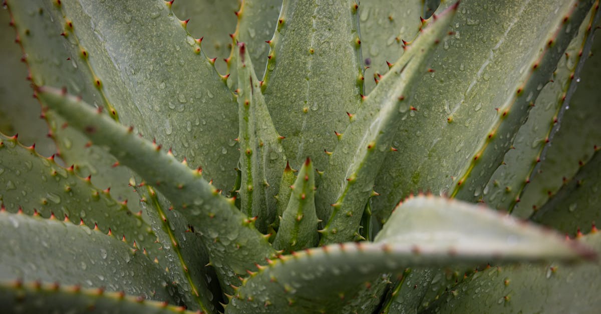 découvrez les bienfaits de l'aloe vera pour la santé, la peau et les cheveux. apprenez comment cette plante naturelle peut améliorer votre bien-être au quotidien.