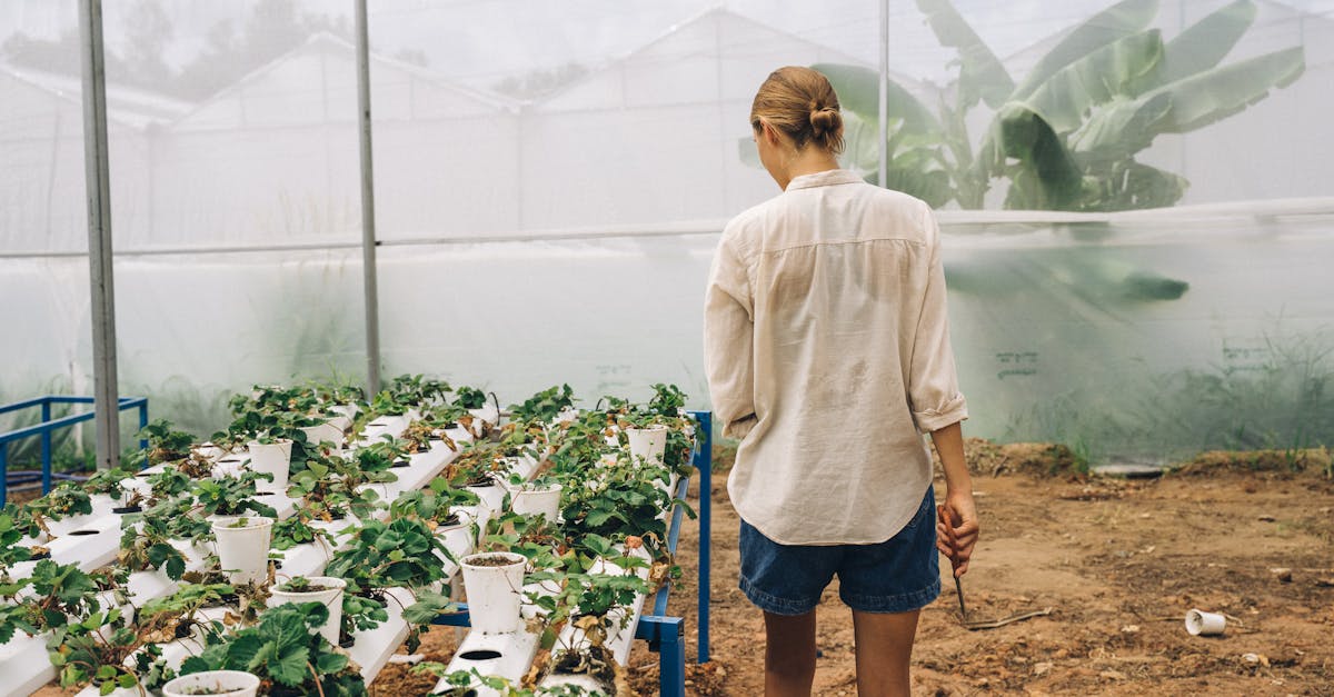 découvrez l'aquaponie, une méthode durable combinant aquaculture et hydroponie pour cultiver vos plantes et élever des poissons de manière écologique et efficace.
