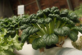 découvrez l'aquaponie, un système innovant combinant culture de plantes et élevage de poissons pour une agriculture durable et écologique.