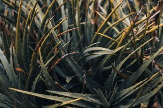 découvrez les bienfaits de l'aloe vera pour la peau, la digestion et le bien-être général. apprenez comment cette plante naturelle peut améliorer votre santé au quotidien.