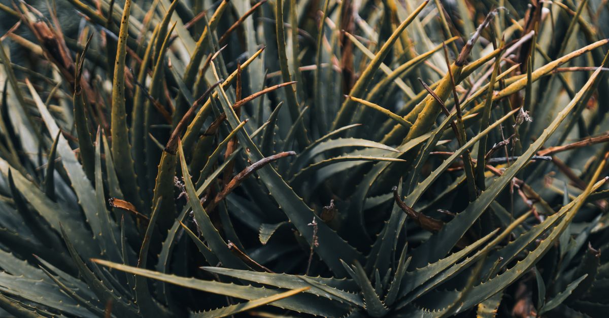 découvrez les bienfaits de l'aloe vera pour la peau, la digestion et le bien-être général. apprenez comment cette plante naturelle peut améliorer votre santé au quotidien.