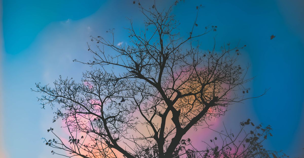 découvrez le chakra tree, un arbre symbolique représentant l'énergie et l'équilibre des chakras pour favoriser votre bien-être spirituel et harmoniser votre corps et votre esprit.