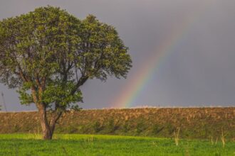 découvrez le chakra tree, un symbole puissant d'équilibre et d'harmonie énergétique, alliant spiritualité et bien-être pour une vie épanouie.