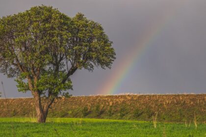 découvrez le chakra tree, un symbole puissant d'équilibre et d'harmonie énergétique, alliant spiritualité et bien-être pour une vie épanouie.