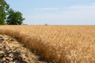 découvrez l'agriculture écologique, une méthode respectueuse de l'environnement qui favorise la biodiversité, préserve les sols et promeut une production durable et saine.