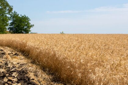 découvrez l'agriculture écologique, une méthode respectueuse de l'environnement qui favorise la biodiversité, préserve les sols et promeut une production durable et saine.