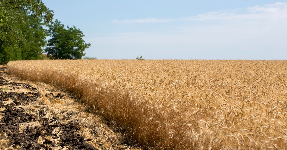 découvrez l'agriculture écologique, une méthode respectueuse de l'environnement qui favorise la biodiversité, préserve les sols et promeut une production durable et saine.