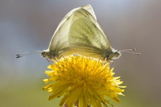 découvrez le concept de coexistence et comment différentes cultures, espèces ou idées peuvent vivre ensemble en harmonie malgré leurs différences.