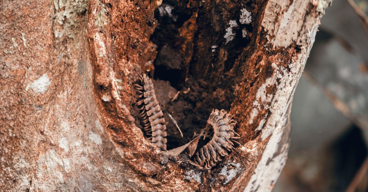 découvrez tout sur le house centipede, un insecte rapide et effrayant souvent trouvé dans les maisons. apprenez à l'identifier, comprendre son comportement et savoir comment le gérer efficacement.