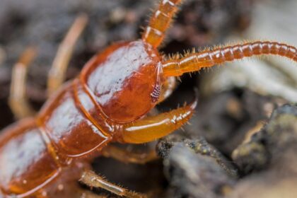 découvrez tout sur le scolopendre domestique, ou cancrelat mille-pattes : habitat, comportement et conseils pour s'en débarrasser efficacement.