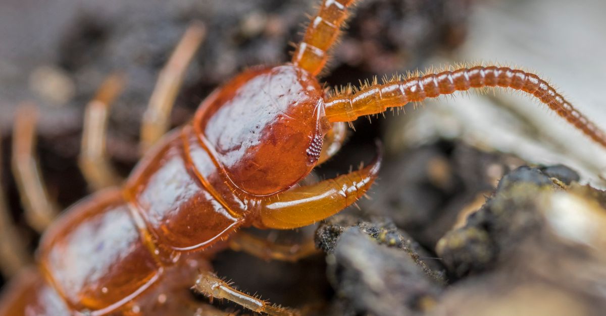 découvrez tout sur le scolopendre domestique, ou cancrelat mille-pattes : habitat, comportement et conseils pour s'en débarrasser efficacement.