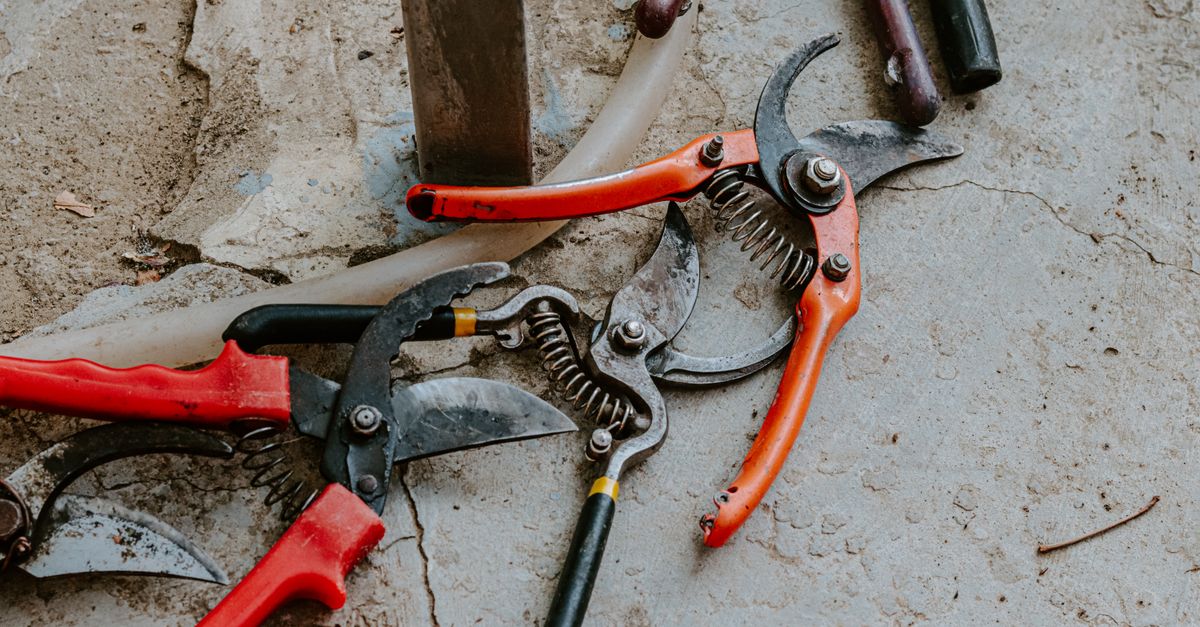 découvrez nos conseils et techniques de taille pour entretenir vos arbres et arbustes, favoriser une croissance saine et embellir votre jardin.