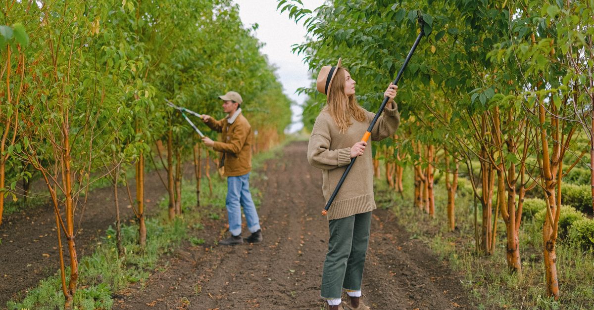 découvrez les meilleures techniques de taille pour entretenir vos plantes et arbres, améliorer leur croissance et embellir votre jardin toute l'année.