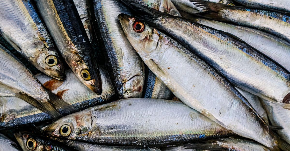découvrez tout sur les sardines : bienfaits nutritionnels, recettes savoureuses et conseils pour choisir des sardines fraîches ou en conserve.