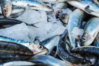 découvrez tout sur les sardines : bienfaits pour la santé, recettes savoureuses, conseils de conservation et astuces culinaires pour apprécier ce poisson riche en oméga-3.