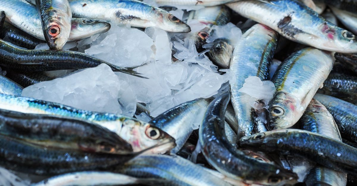 découvrez tout sur les sardines : bienfaits pour la santé, recettes savoureuses, conseils de conservation et astuces culinaires pour apprécier ce poisson riche en oméga-3.
